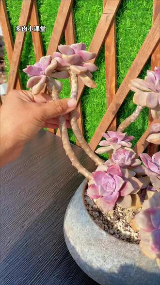 多肉长成了大长腿,砍头不好看丢掉舍不得不划算!#多肉植物养护 #多肉植物 #多肉养护 #多肉