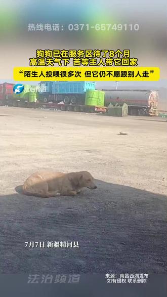 狗狗已在服务区待了8个月,高温天气下 苦等主人带它回家,“陌生人投喂很多次,但它仍不愿跟别人走”(wh)