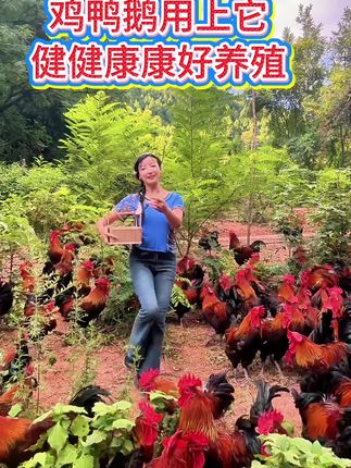 养殖没烦恼,浓缩板青少不了#生态散养土鸡 #养鸡小妙招