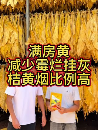 满房黄减少霉烂挂灰,橘黄烟比例高#满房黄少霉烂青筋挂灰 #高老师讲烤烟 #叶连根组合