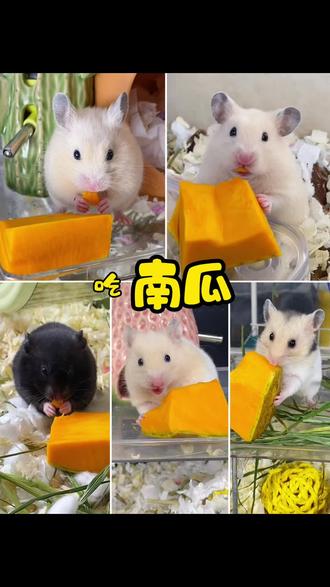五只金丝熊崽崽吃南瓜,好吃,爱吃。#仓鼠日常 #金丝熊日常 #仓鼠吃货 #金丝熊吃东西 #仓鼠吃南瓜
