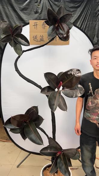 黑金刚叶片挺直说明心情好,叶片下垂是在喊渴,学会读懂它的身体 #黑金刚橡皮树 #网红绿植 #室内绿植 #老桩 #好物推荐