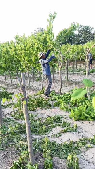 桑树开始修剪枝桠
#桑葚干