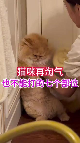 猫咪再淘气也不能打的七个部位 #养猫人 #新手养猫 #养猫经验分享 #猫咪