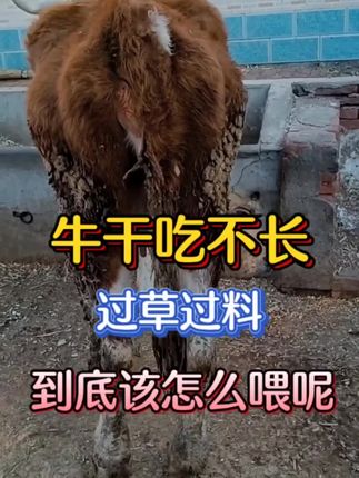 #养牛人 #养牛技术 #牛羊养殖 #养牛知识