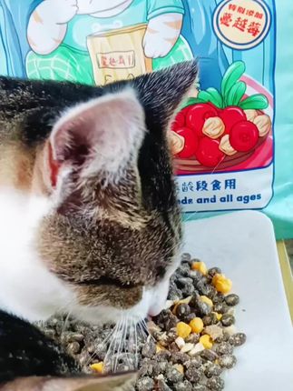 #豆七七猫粮 #猫粮推荐 #科学喂养 #好吃到停不下来 #性价比超高