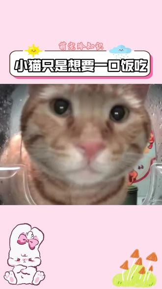 小猫只是想要一口饭吃#猫咪 #萌宠出道计划 #动物的迷惑行为 #养猫人