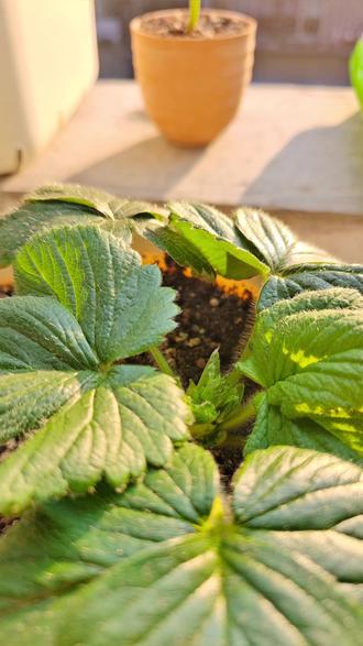 90天从种子长成大苗的籽播草莓出花苞了 用种子种草莓的难度会比直接用草莓苗的难度高一些,籽播草莓更多是为了观察植物生长,体验种植的情绪价值。
盆栽草莓tips:
①天气转凉,盆土干湿循环变慢,浇水频率也得降低,以一加仑盆为例:根据苗的大小叶片的蒸腾能力不同,建议4-7天浇一次水
②草莓非常不耐肥,施肥注意浓度,除草莓专用肥外,其他肥的稀释浓度按标准用水量最少翻倍,或者三倍更为稳妥
③每个月都进行打老叶,40天以上的老叶光合能力会越来越弱,及时打掉老叶有利于嫩叶生长,还会刺激花芽分化
④多施有机肥有利于改善土壤环境,土壤环境变好了,植株才能长得越来越好,有机肥还能使果子的口感风味更足~
#籽播草莓 #草莓种子种植 #草莓种植#盆栽水果 #种植小技巧