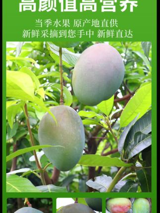 青芒,凯特芒这么便宜啊?怎么只要10多块啊?啊?真好芒果自由啊😍😍😍😍😍
