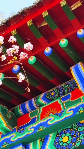 西宁人民公园里盛开的迷迭香,花香四溢绽枝头!