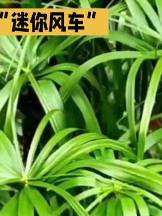 风车草非常好养,插水里就能活,顶上的小叶片跟迷你风车似的,风一吹就转个不停,连带着茎秆都轻轻晃,像在跳圆舞曲。#风车草