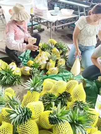 #新鲜采摘 #凤梨 #云南水果