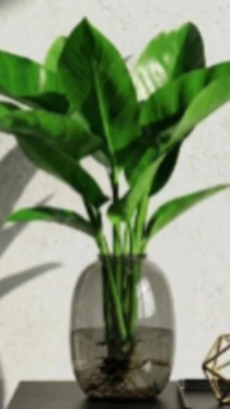 大叶金钻水培绿植,室内好养超简单!吸醛净气直接开挂养,懒人养花神器!#室内绿植 #水培绿植 #大叶金钻 #好养绿植 #净化空气绿植