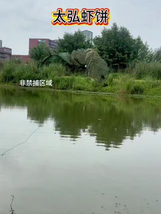 #抓鱼#抓虾#河虾#户外#抓鱼摸虾