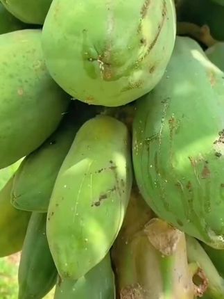 #木瓜丝香辣脆下饭菜 嘎嘣脆的木瓜丝,爽脆可口配粥配饭真的太香了#下饭菜木瓜丝#好吃的停不下来#零食美食推荐