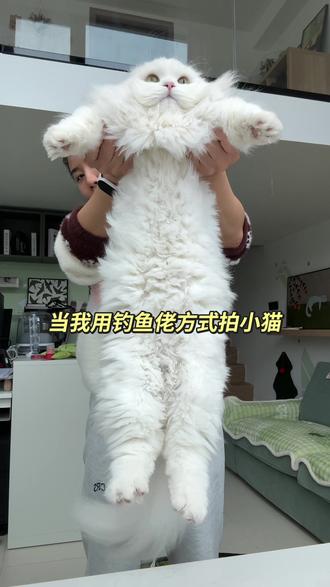 用钓鱼佬方式拍摄猫咪#宠物拍照