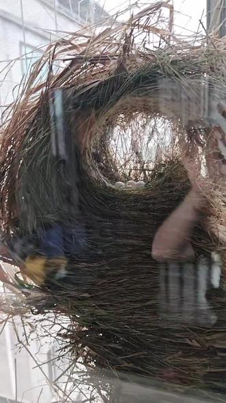 鸟界的建筑大师都能盖出啥样的窝? #鸟窝 #科普 #鸟 #随时随地标记一下