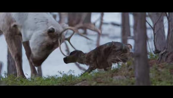 生命力顽强的小生命,被妈妈“抛弃”,如何绝境生存 #动物世界 #驯鹿 #母爱伟大