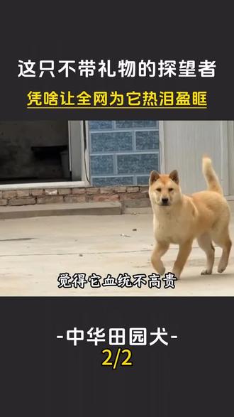 主人住院两天未归,家里的中华田园犬竟独自踏上寻主之路。 主人住院两天未归,家里的中华田园犬竟独自踏上寻主之路。 #中华田园犬 #狗是人类最忠诚的朋友 #毛孩子 #感动瞬间