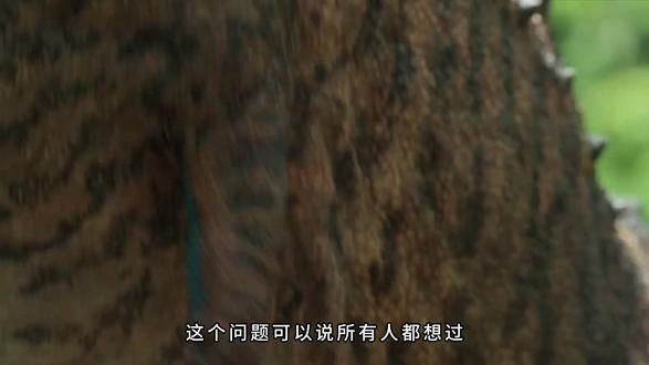 深度揭秘恐龙前肢的作用! #动画