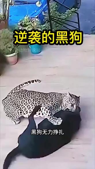 🌹黑狗🆚花豹🌹
网友:
永远不要在绝境中低头,只要不放弃最后一丝力气,总有反败为胜的可能……☺️☺️☺️☺️