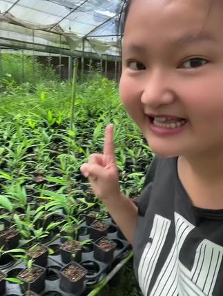 #内门竹#内门竹基地#内门竹批发 加班种植的内门竹,小巧精致,有喜欢的可进直播间挑选!