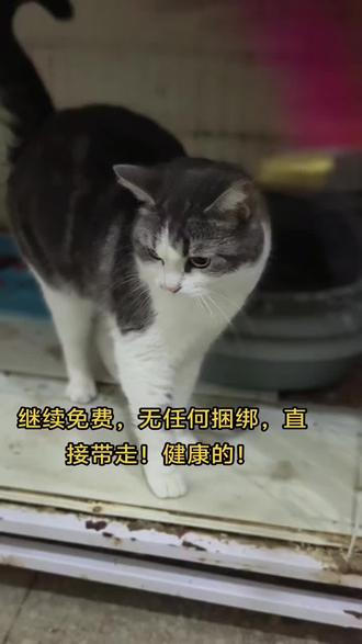 美短加白免费领养 美短加白,继续免费送
无任何捆绑销售,一分钱不花,直接带走!
要求:
好好对她,有责任心,爱心。深思熟虑的,不是一时兴起!
江苏泰兴黄桥!
拼手速#猫咪 #领养代替购买 #宠物猫 #泰兴昌建广场 #泰兴万达