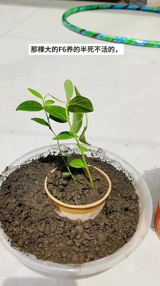 大家的蓝莓还好吗?我又买了两颗。那棵大的F6养的半死不活的,这不又买了两棵1702花香蓝莓,结不结果不重要了,主打的就是陶冶情操,能活下来就行#蓝莓 #蓝莓自由新鲜蓝莓 #植物重生计划 #种子发芽生长过程 #植物生长实验 蓝莓小苗,蓝莓品种推荐, 薄雾蓝莓