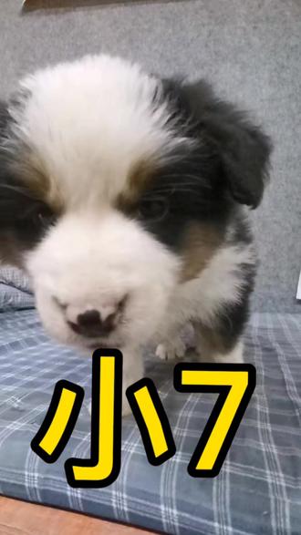 8万网友牵挂的小7,来看你了!
#边牧 #宠物狗 #萌宠日常记录