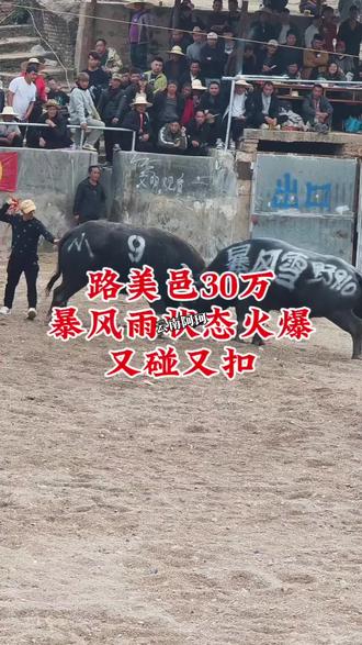 路美邑30万大奖赛,第一轮暴风雪状态火爆,又碰又扣#斗牛 #斗牛爱好者一路长虹 #路美邑斗牛场#暴风雪牛王