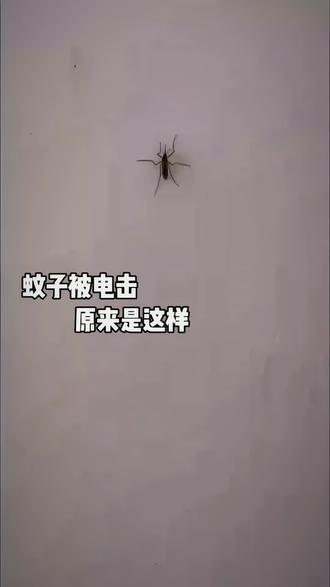 蚊子被电击后续……/奶粟小季