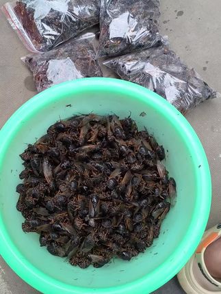 活体装袋速冻发货,黑蝉,保证鲜度