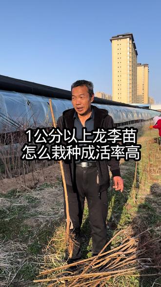 1公分以上龙李苗 怎么栽种成活率高 #龙李树苗基地#幼树栽种方法#果树种植管理#三农#郭老师植物