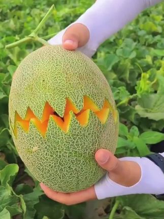 哈密瓜 |||又到了吃瓜的季节#哈密瓜#甜瓜#新疆特产#应季水果