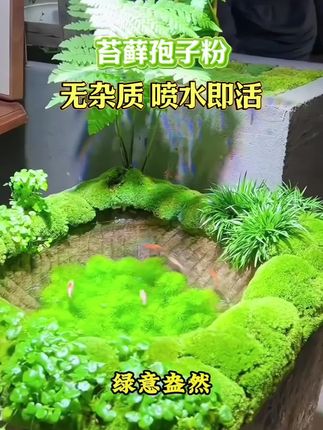 苔藓粉,繁殖能力撒,到哪里开到哪里。