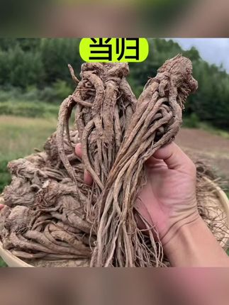 【甘肃当归】甘肃产当归大整条 自家农户种植 自然 晾晒无硫磺250克#当归 #养生#大自然的馈赠
