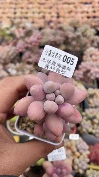 孩子吵着要的溜溜球!直播间凑单满35包邮啦!
