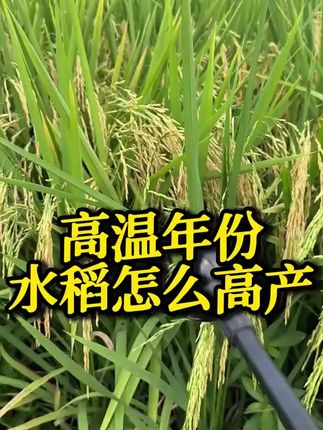 #种之道 #水稻种植技术 #高产 #新农人计划 #三农