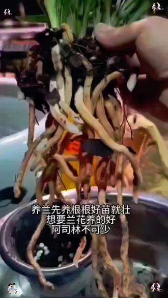 #兰花专用阿司匹粉1千倍兑水喷叶灌根兰花土300克#兰花专用阿司匹林#种花经验分享# 养兰人