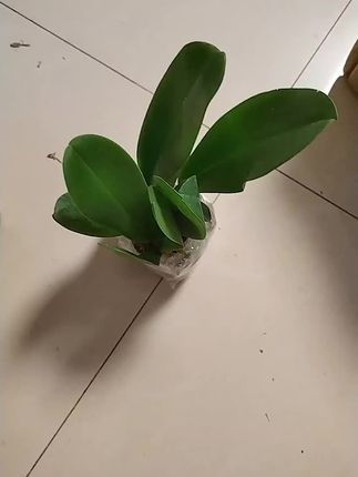 这家花不错还便宜包装很好好评