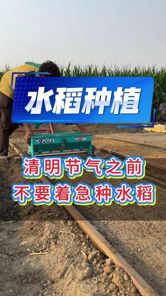 清明节气之前不要着急种水稻#水稻种植#水稻高产#水稻施肥#水稻高产管理技术#三农#农业种植