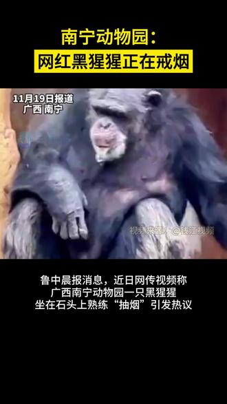 南宁动物园:网红黑猩猩正在戒烟