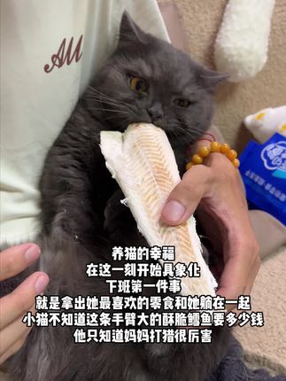 小猫咪什么都不懂,但他知道妈妈打猎真的很厉害!#萌宠好物 #宠物冻干 #养猫新手
