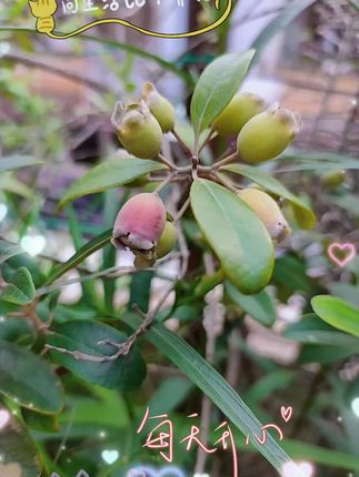 #上热搜 #阳台种植 #果树盆栽 #好看的花一定要分享给你 #花卉绿植 桃金娘稔子树盆栽