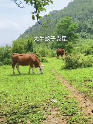 体外寄生虫的克星!