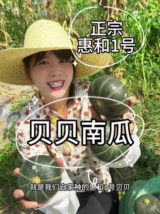 都是当日新鲜现摘的惠和一号甜小南,买去不好吃假一赔十#惠和一号#甜小南#南瓜蒸糯米