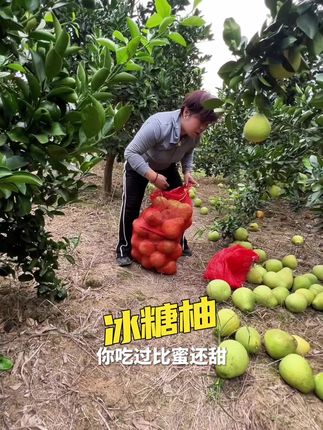 今年的冰糖柚太火爆了,比往年的口感要好很多。店铺里面陆续回购顾客也多起来了,想吃柚子的赶紧吧,我自己家的柚子数量有限呢#安江冰糖柚 #优质农产品 #新鲜采摘 #三农农村美食 #口感特别好