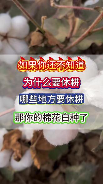 如果你还搞不清楚为啥休耕,哪些地方休耕,那你的棉花白种了 #棉花 #棉花休耕 #我要上热门🔥 #棉花种植