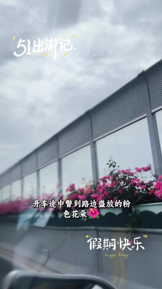 杭州高架的花开了,你看到了吗?太漂亮了