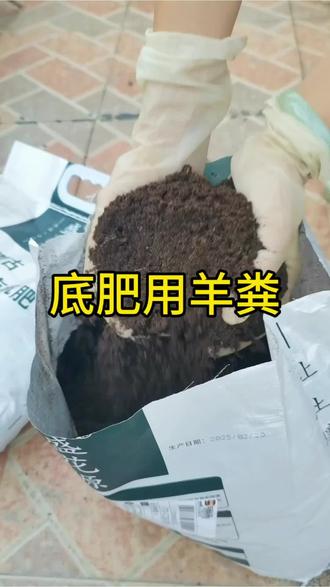 底肥用点羊粪,不但能提供营养还能改善土壤。#阳台种菜 #羊粪 #有机肥 #我的小菜园 #记录我的种植生活